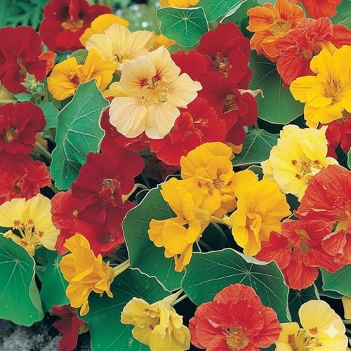 Seed Needs Nasturtium Double Gleam vine full length; dramatic trailing blooms for containers.