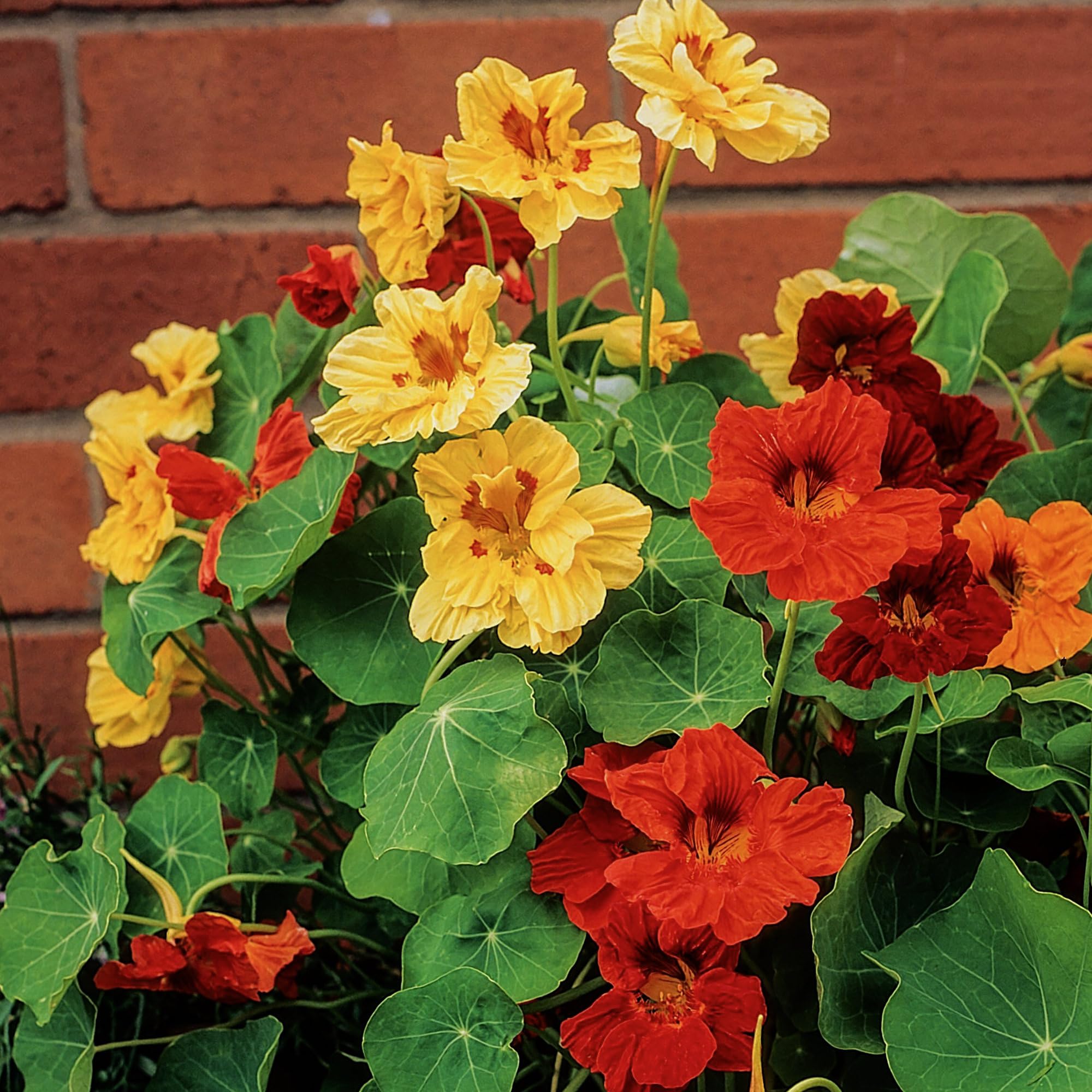 Bright border plants with Seed Needs Jewel Mix nasturtiums