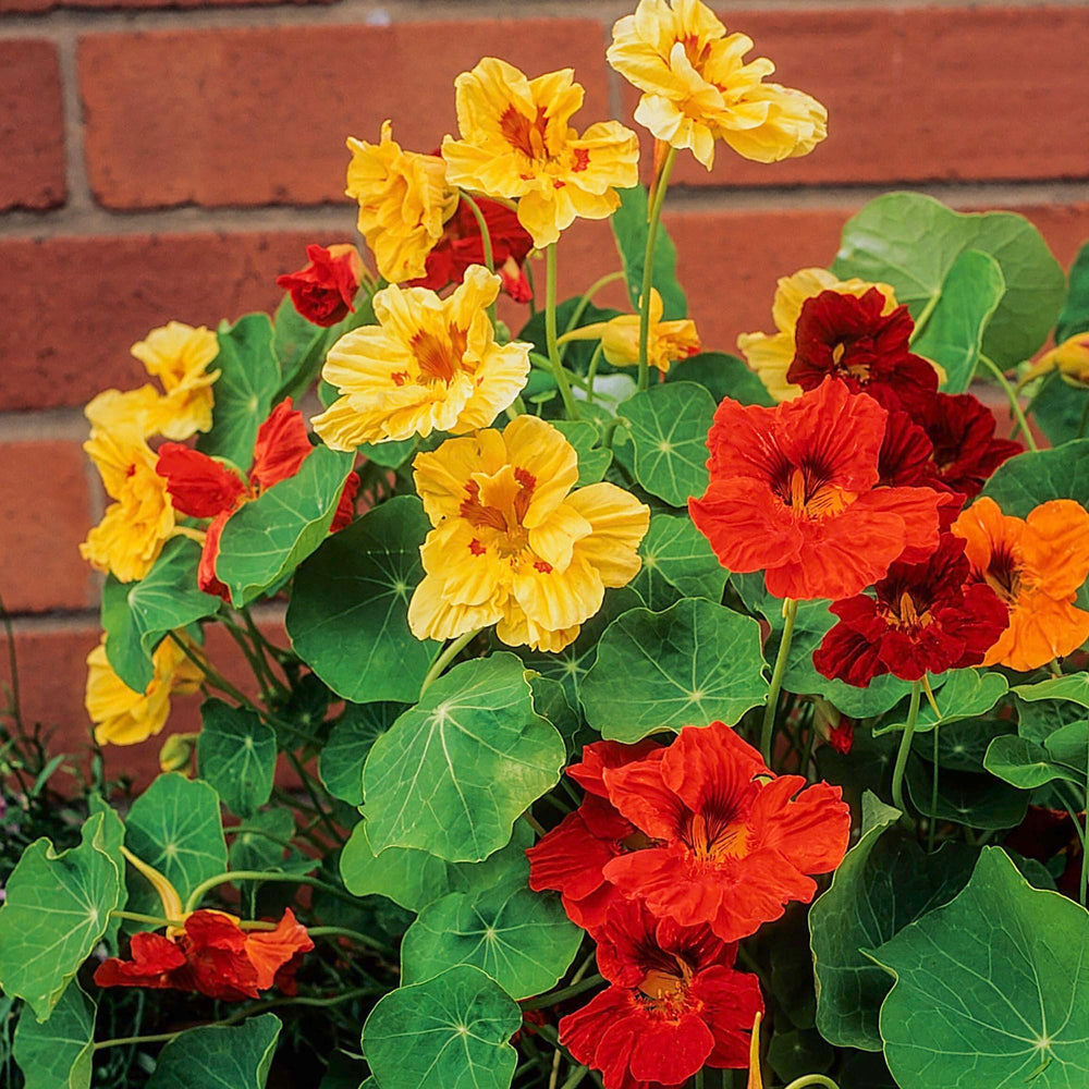 Bright border plants with Seed Needs Jewel Mix nasturtiums