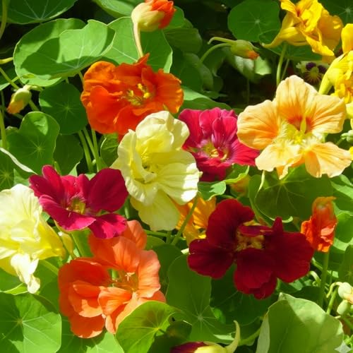Close-up of Seed Needs Jewel Mix nasturtium blooms in red, yellow, and orange