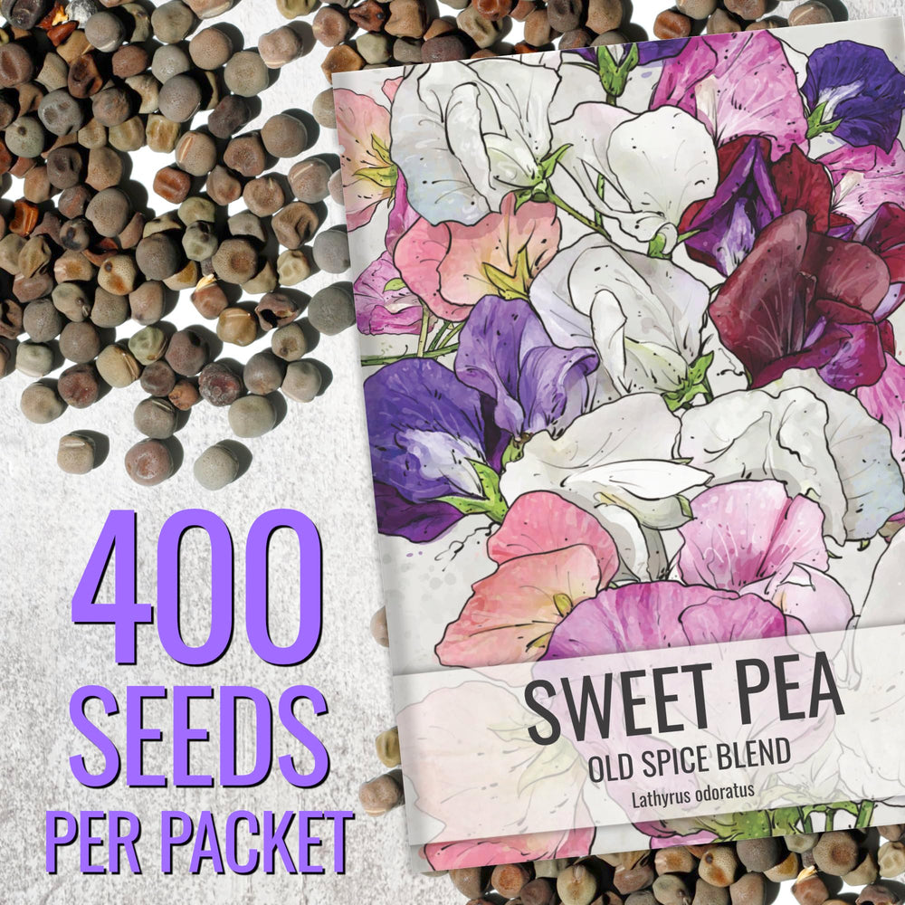 Seed Needs Old Spice Sweet Peas climbing habit on trellis