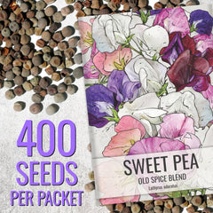 Seed Needs Old Spice Sweet Peas climbing habit on trellis