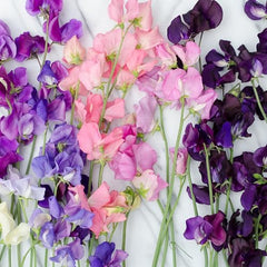 Seed Needs Old Spice Sweet Peas fragrant bloom in mixed colors