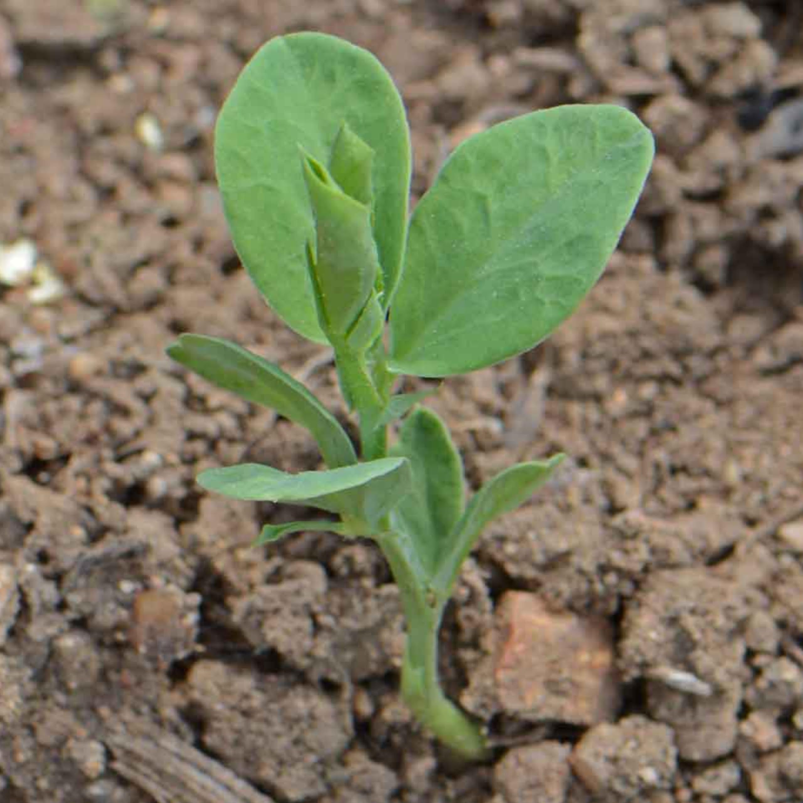 Seed Needs Old Spice Sweet Peas open-pollinated heirloom packaging