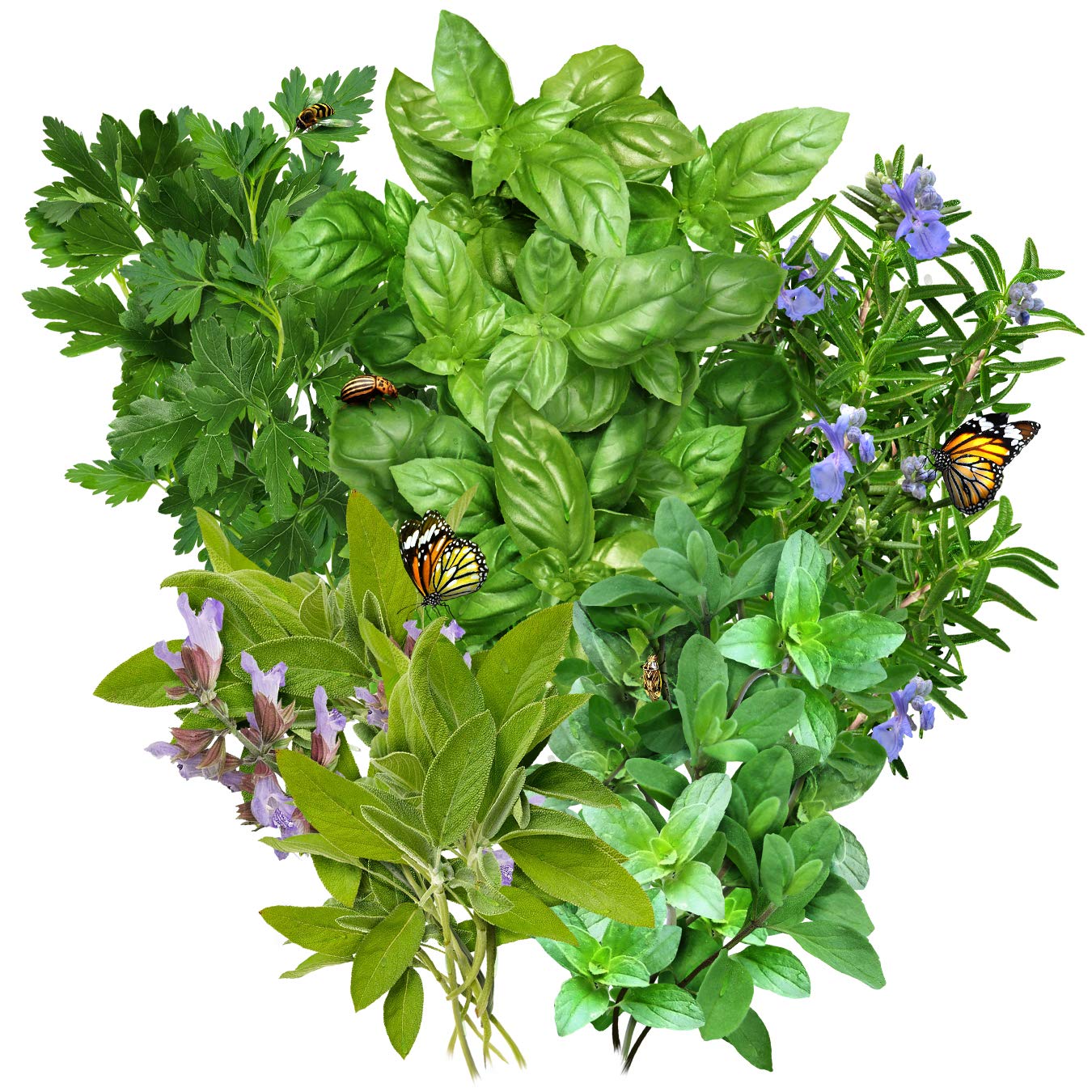 Seed Needs oregano seeds packet for robust Italian flavors.