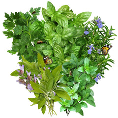 Seed Needs oregano seeds packet for robust Italian flavors.