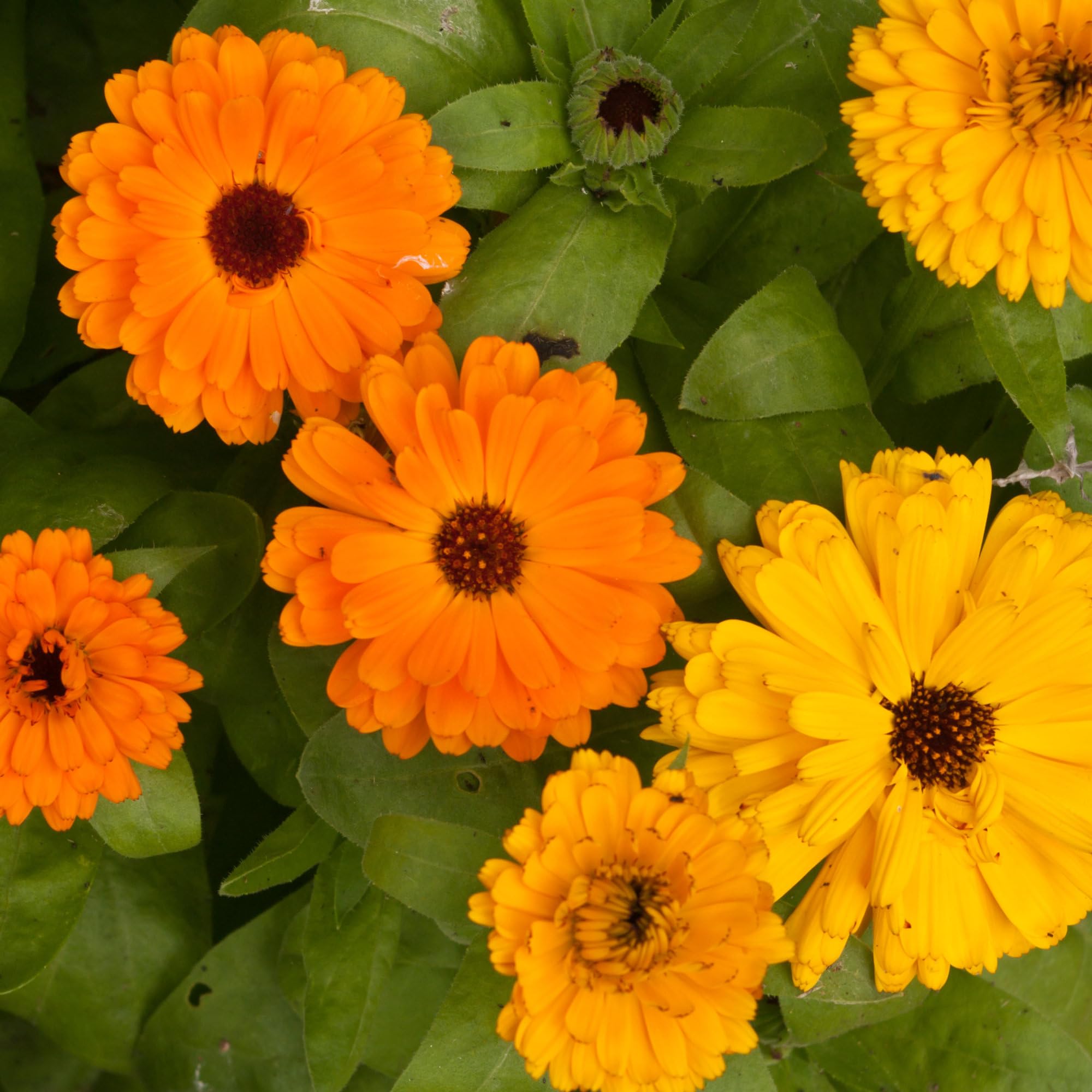 Seed Needs Pacific Beauty Mix attracts bees in a pollinator garden.