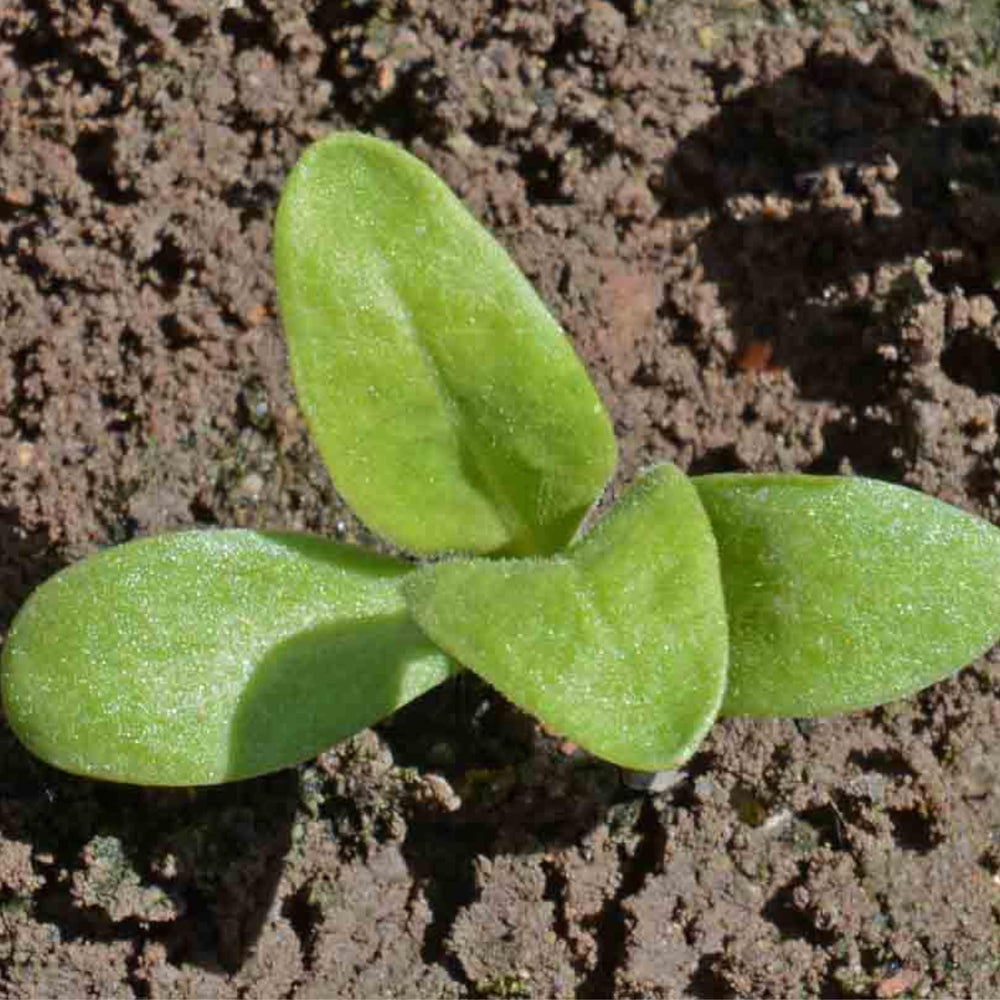 Seed Needs Pacific Beauty Mix calendula thriving as a self-sowing annual.