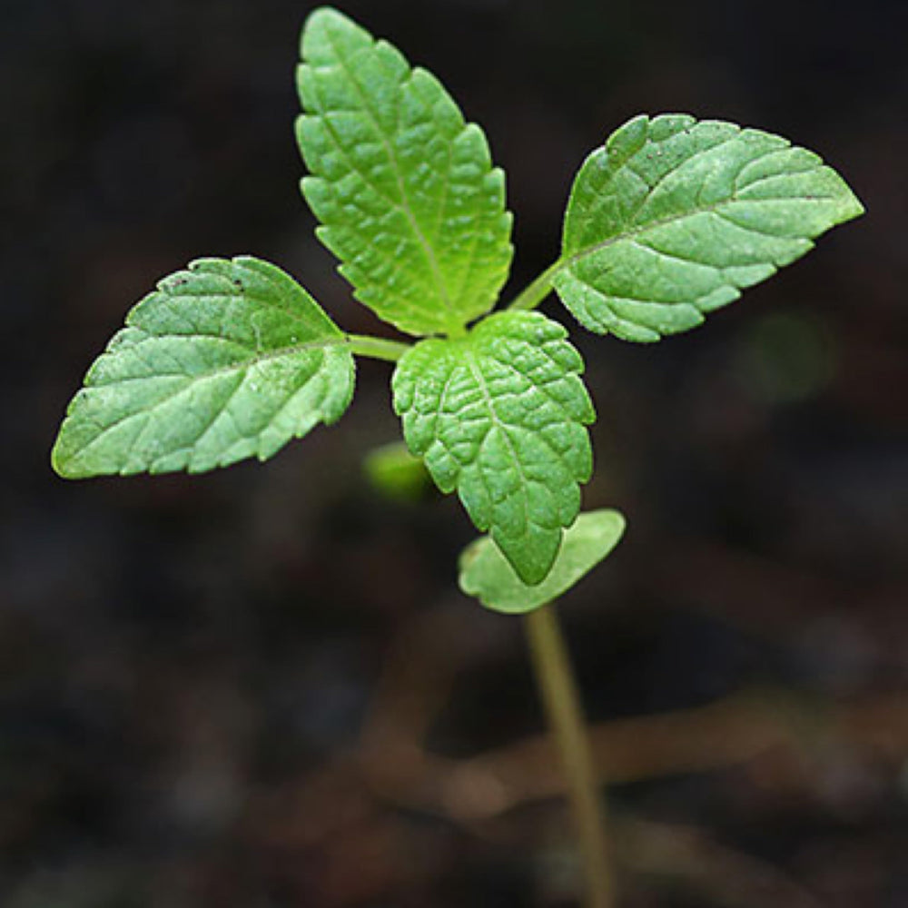 Seed Needs peppermint packaging highlights moisture resistance