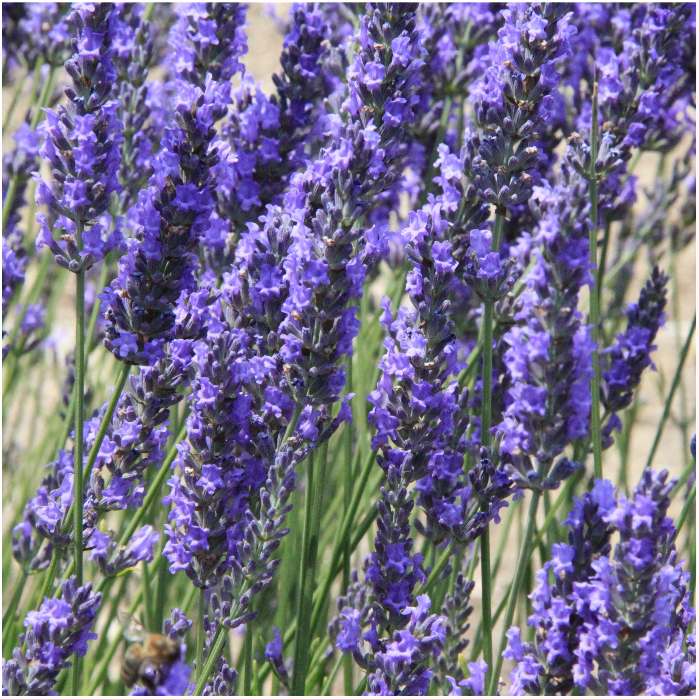 Seed Needs perennial herb bed with lavender thriving in sun