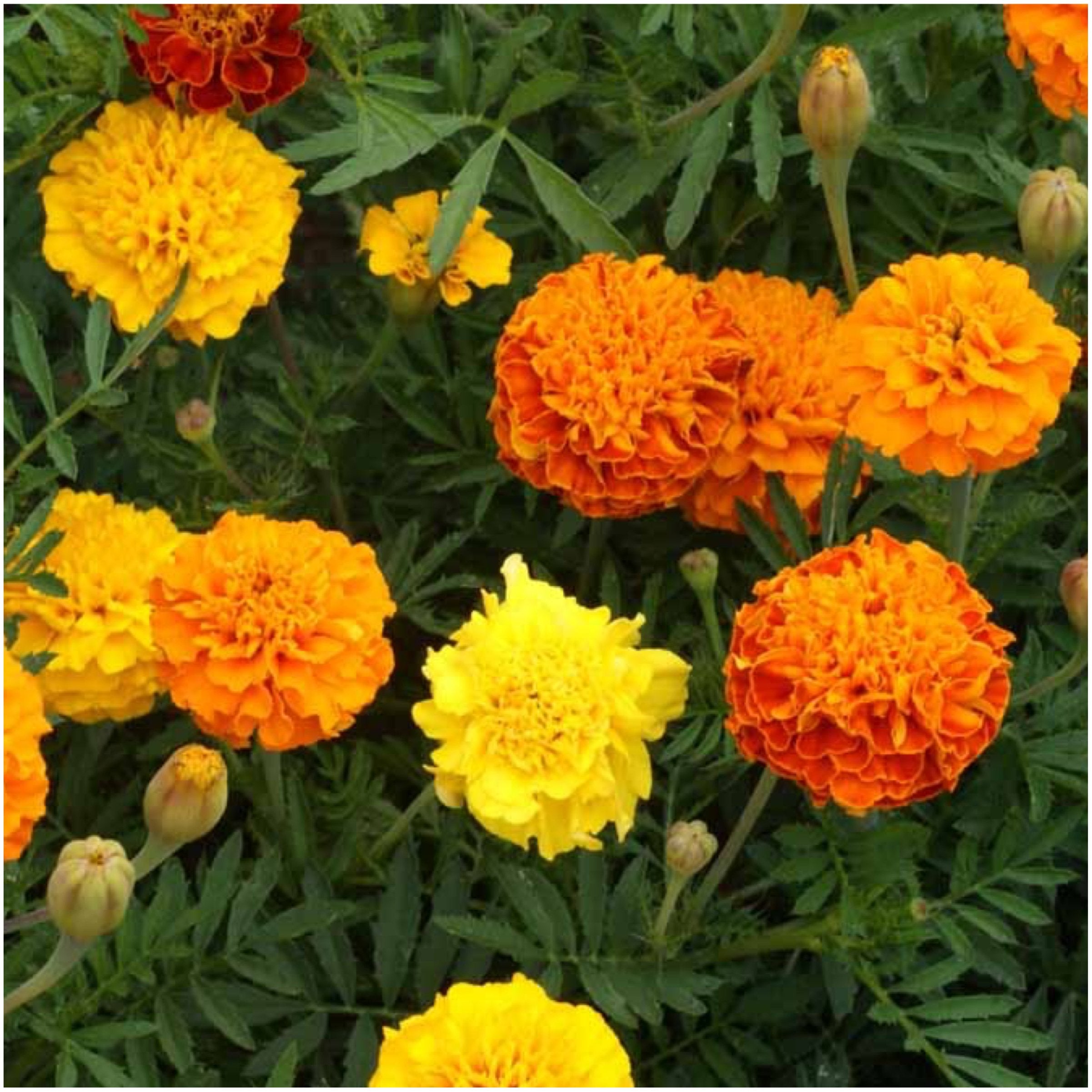 Seed Needs Petite Marigold Seeds used for container planting to add color.