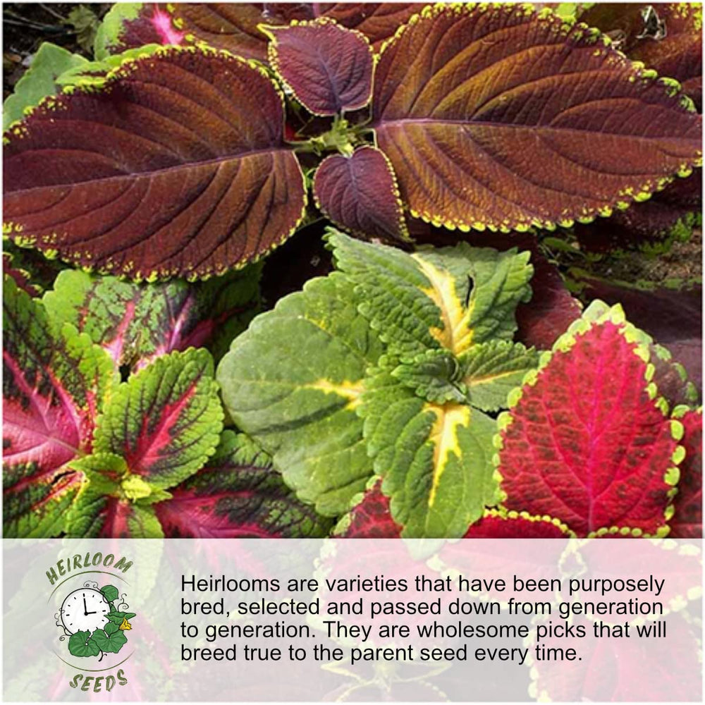 Seed Needs Petite Marigold Seeds offer open-pollinated heirloom variety options.