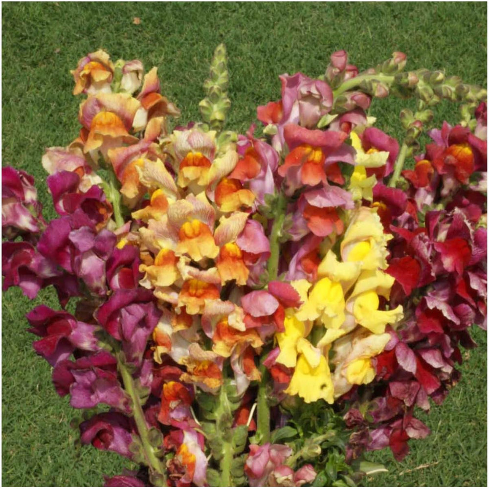 Seed Needs Snapdragon attract bees and butterflies for a pollinator-friendly garden.