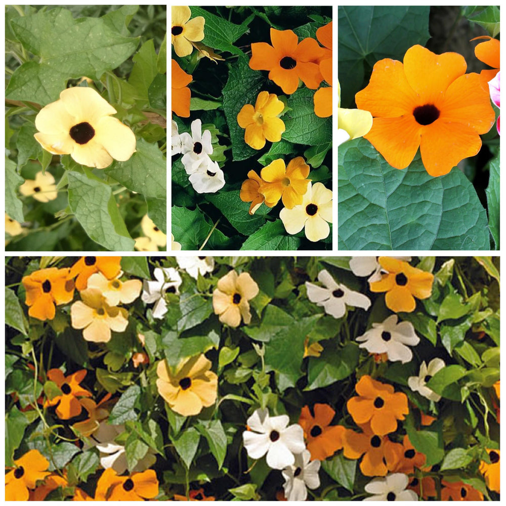 Seed Needs Pollinator-friendly vine attracting bees and butterflies to the garden
