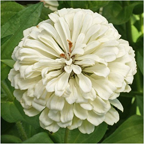 Seed Needs butterfly garden zinnias attracting pollinators and brightening borders.
