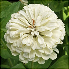 Seed Needs butterfly garden zinnias attracting pollinators and brightening borders.