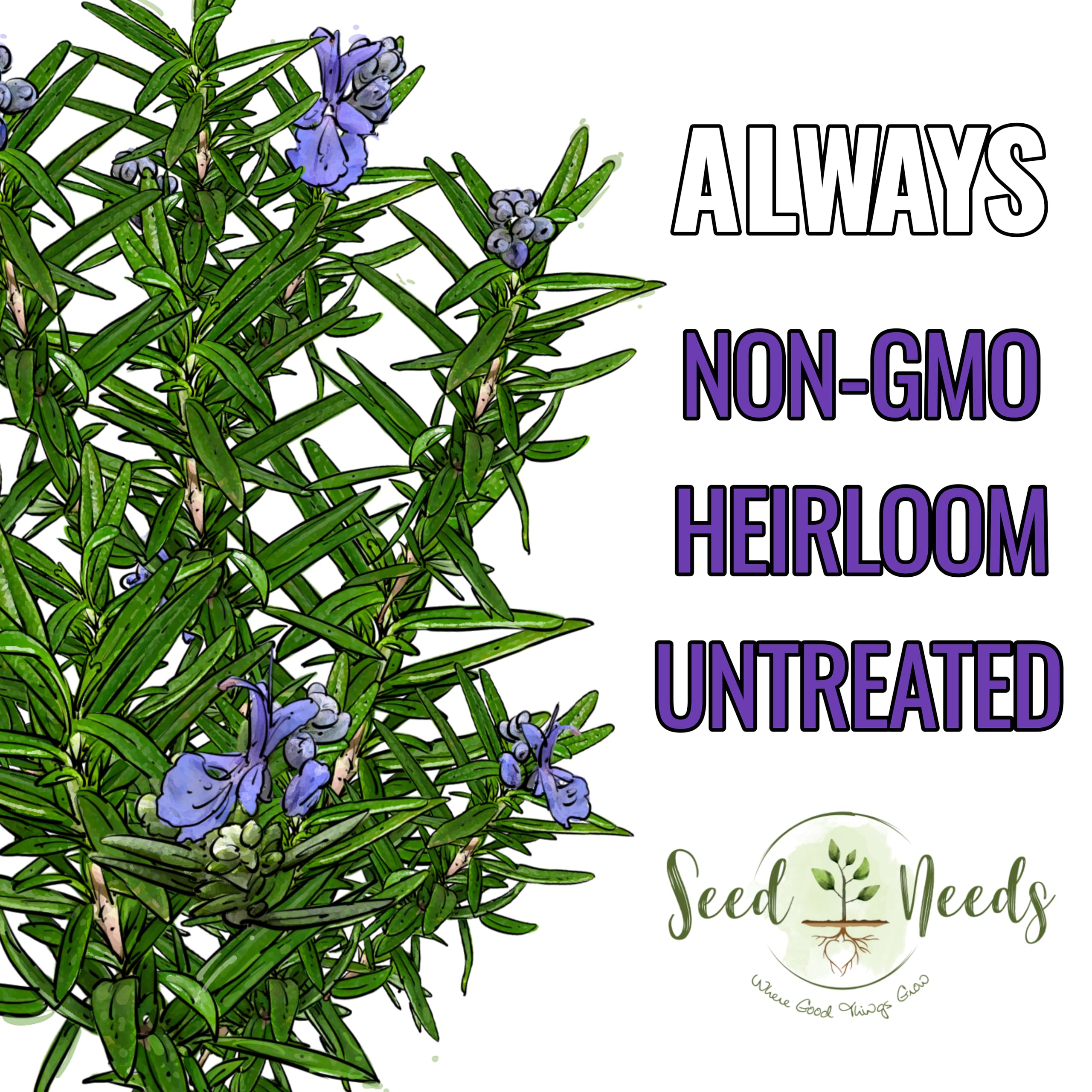 Seed Needs rosemary blue-purple flowers close-up for ornamental and culinary use
