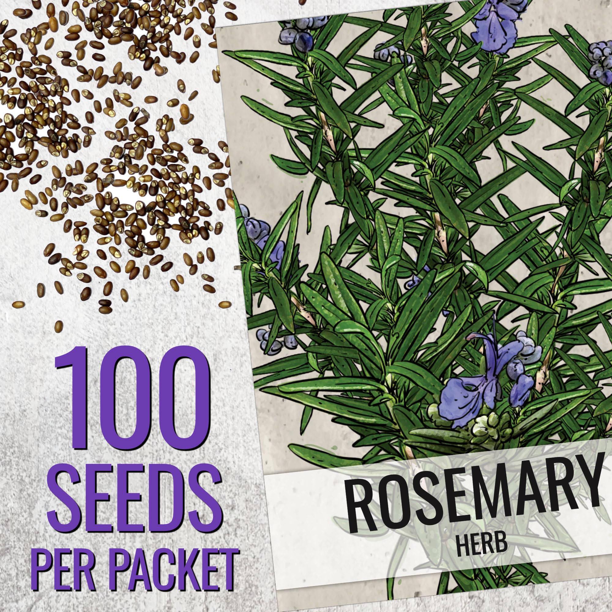 Seed Needs rosemary leaves close-up showing needle-like aroma for cooking