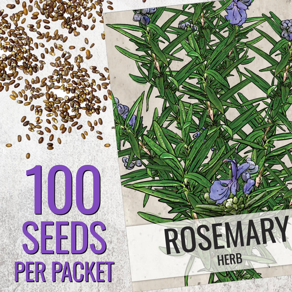 Seed Needs rosemary leaves close-up showing needle-like aroma for cooking