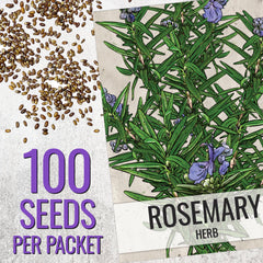 Seed Needs rosemary leaves close-up showing needle-like aroma for cooking