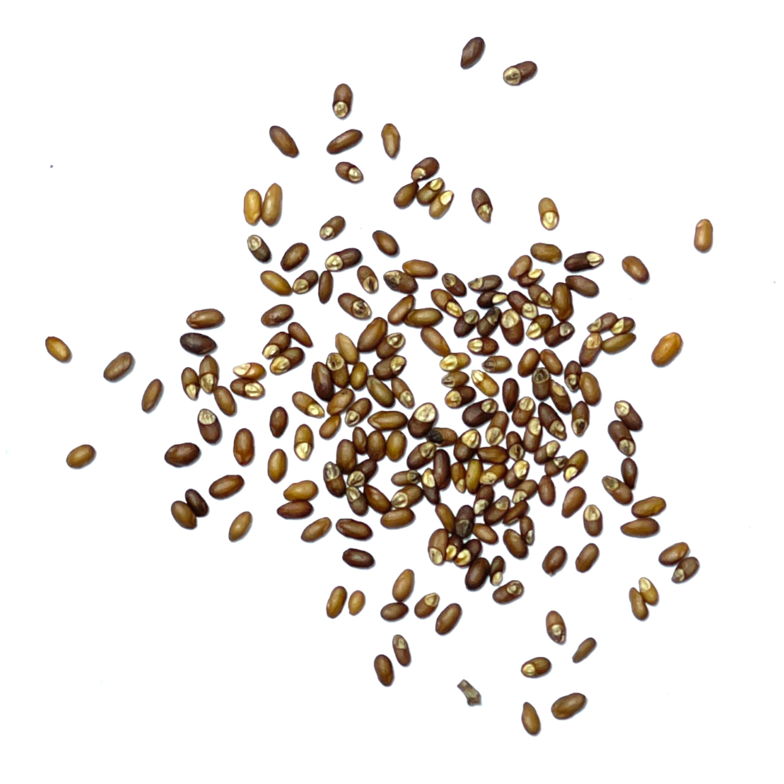 Seed Needs rosemary planted in a sunny garden bed for perennial growth