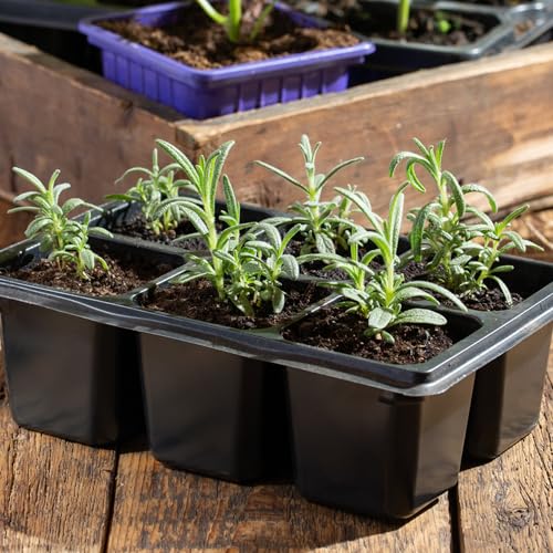 Seed Needs rosemary seeds packet back detailing germination tips and storage