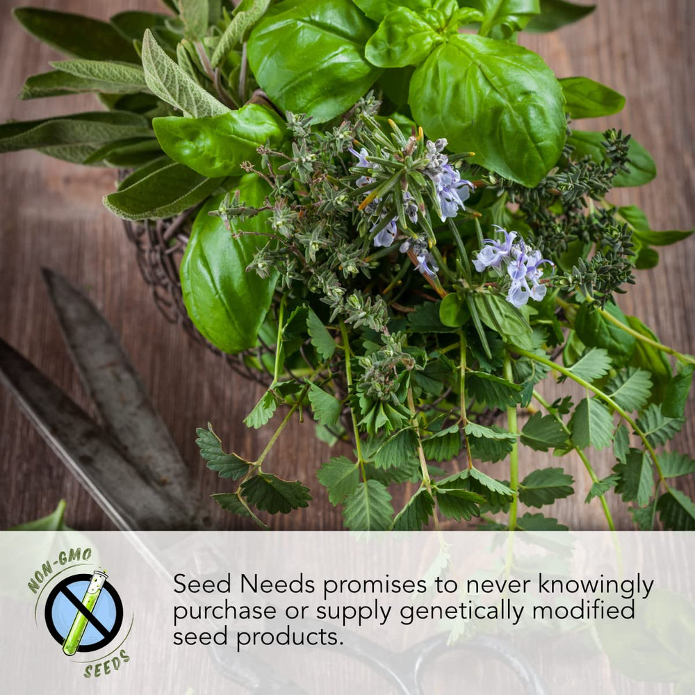 Seed Needs rosemary seeds packet for aromatic herb harvest.