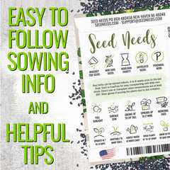 Seed Needs Rue yellow flowers—ornamental bloom and aromatic garden accent