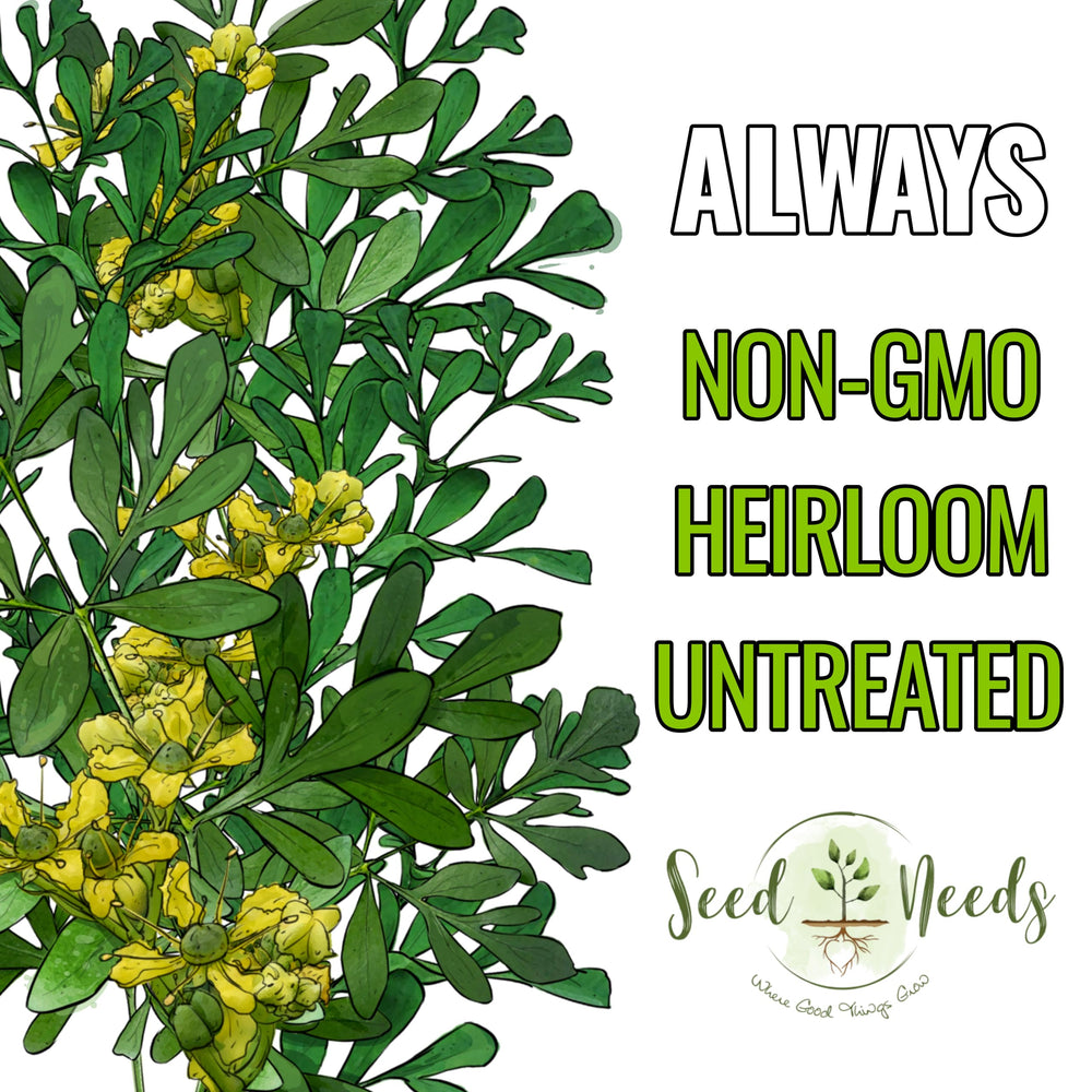 Seed Needs Rue garden bed—2-3 ft herb thriving in sun and well-drained soil