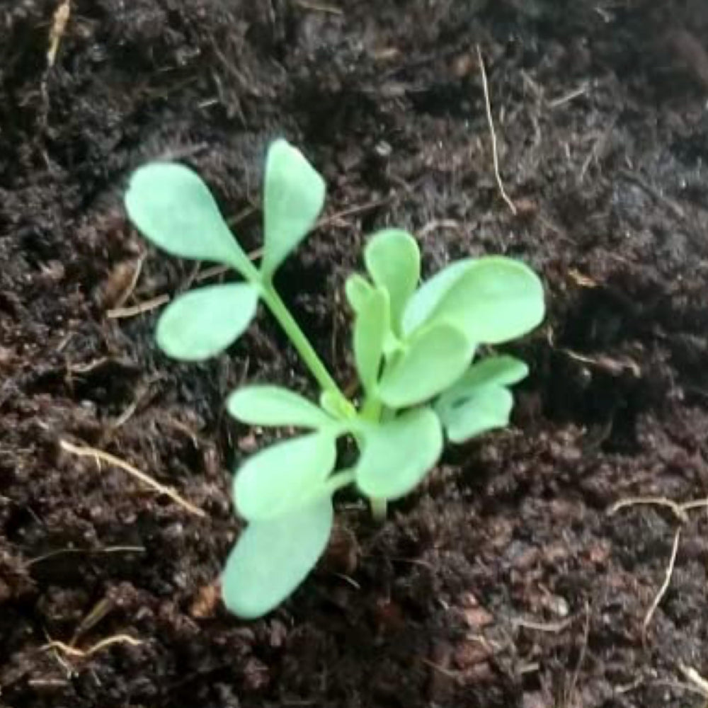 Seed Needs Rue indoors pot—versatile container growing in bright spaces