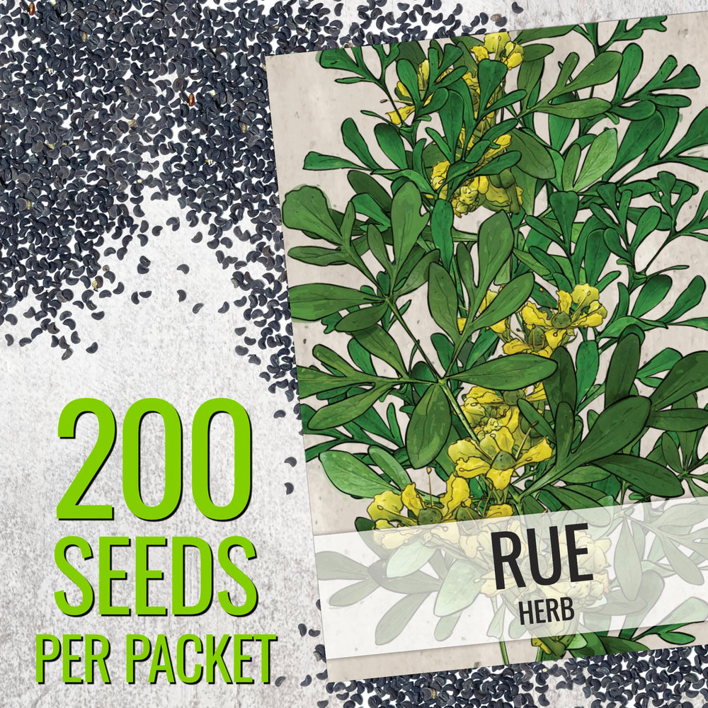 Seed Needs Rue leaves—blue-green fern-like foliage for a lush herb garden
