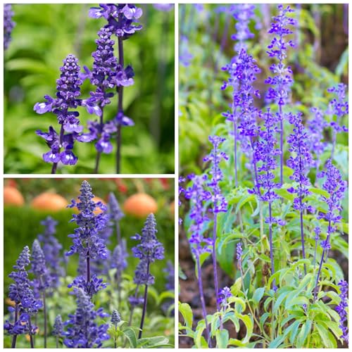 Close-up of Sapphire Blue Sage blooms attracting pollinators in a sunny garden.