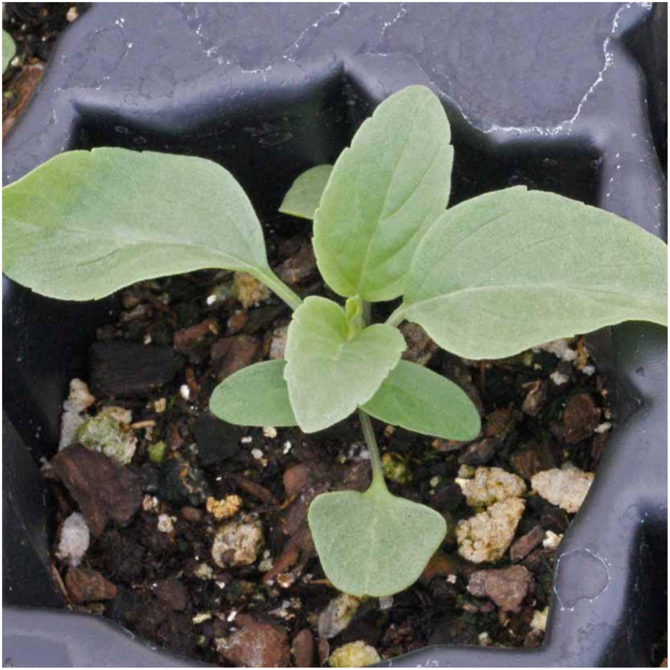 Mature Sapphire Blue Sage reaches 12 to 24 inches in height in the yard.