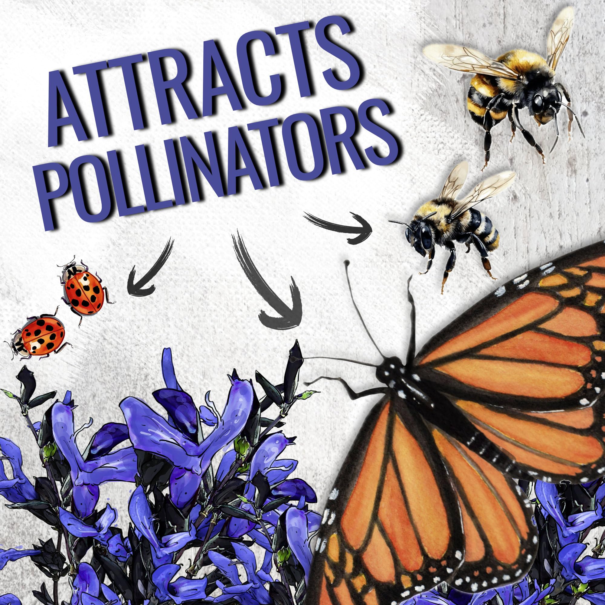 Butterflies near Sapphire Blue Sage blooms in a pollinator-friendly garden.