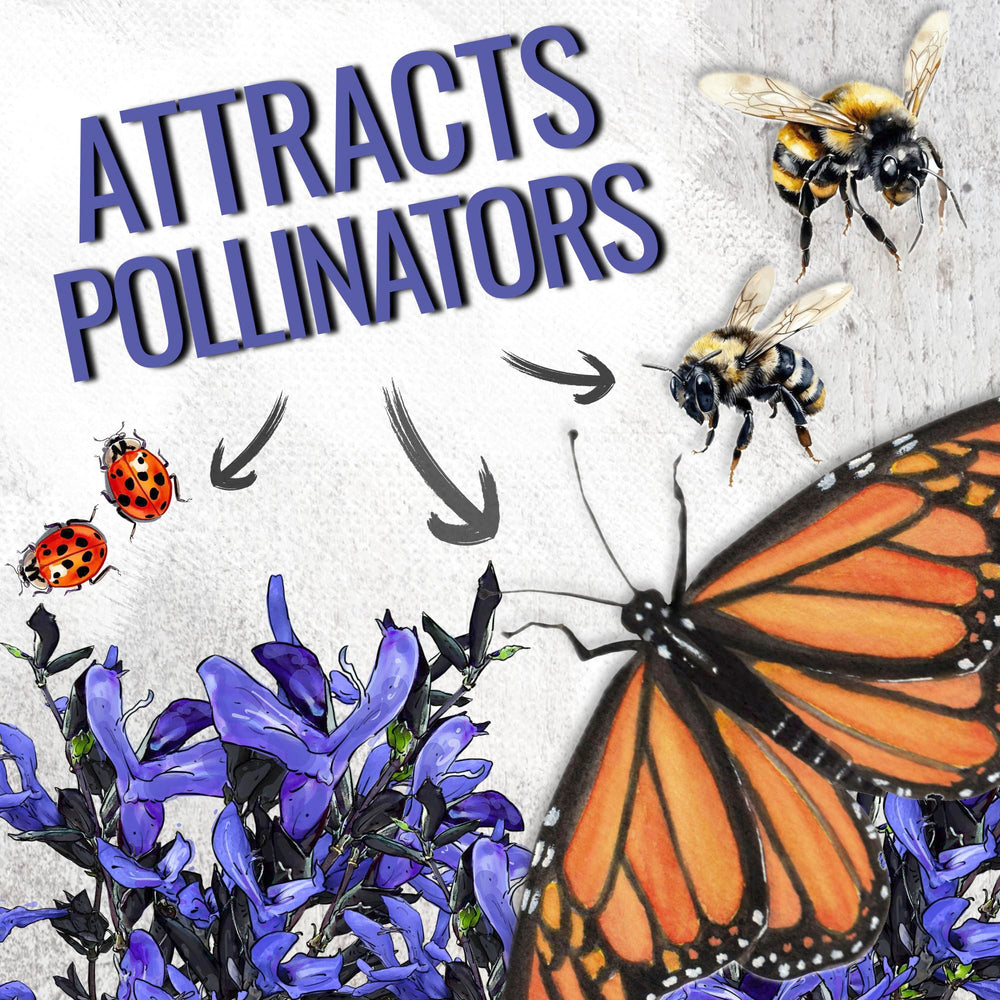 Butterflies near Sapphire Blue Sage blooms in a pollinator-friendly garden.
