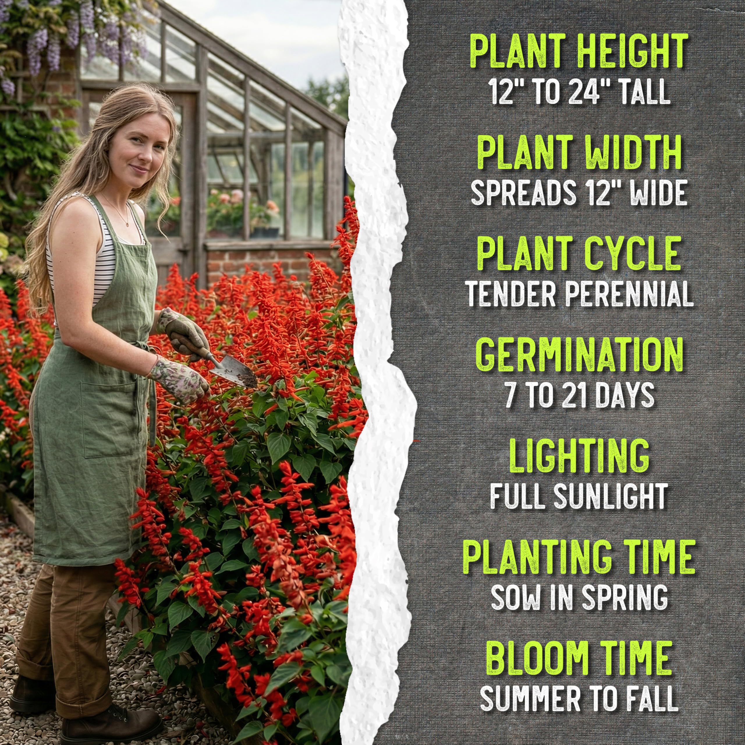 Seed Needs Open Pollinated Scarlet Red Sage supports biodiversity