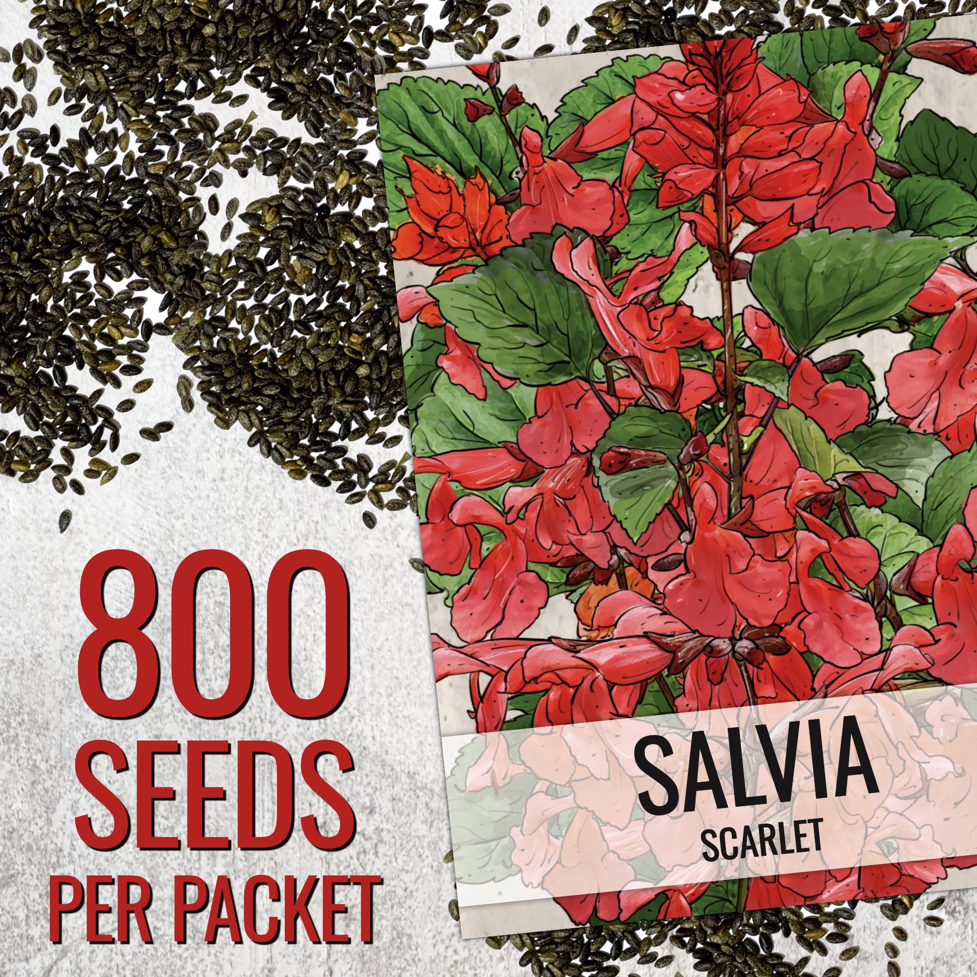 Seed Needs Scarlet Red Sage border plants attract hummingbirds