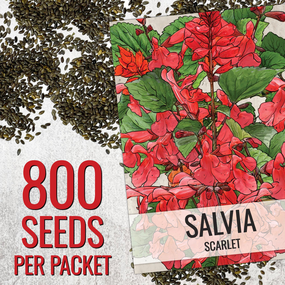 Seed Needs Scarlet Red Sage border plants attract hummingbirds