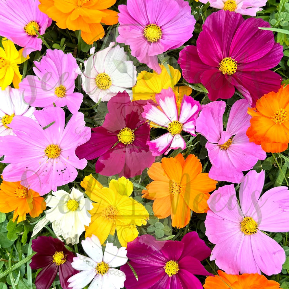 Seed Needs seed packet design offers clear sowing tips and care notes