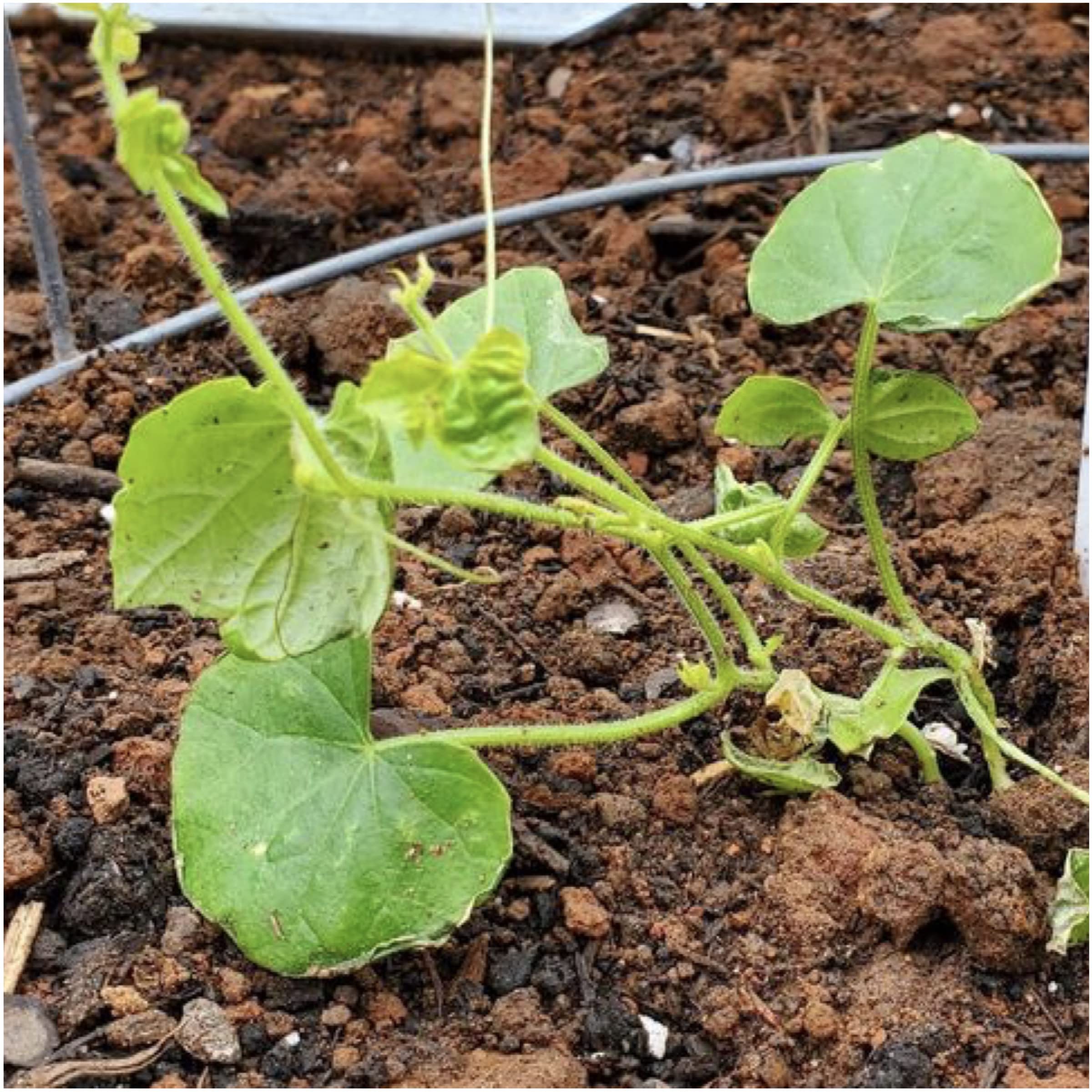 Seed Needs seed packaging emphasizes freshness and non-GMO, open-pollinated seeds.