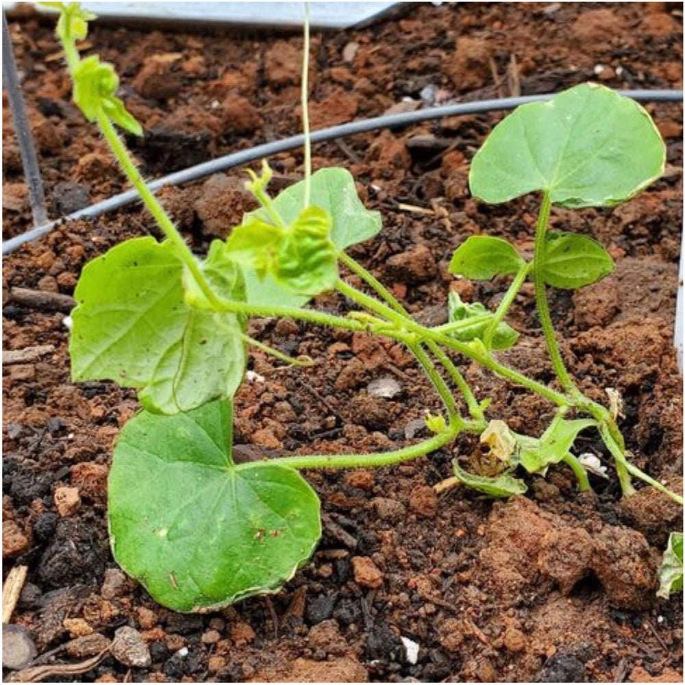 Seed Needs seed packaging emphasizes freshness and non-GMO, open-pollinated seeds.