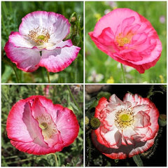 Closeup of Seed Needs Shirley Mixed Poppy Seeds petals showing ornate blooms