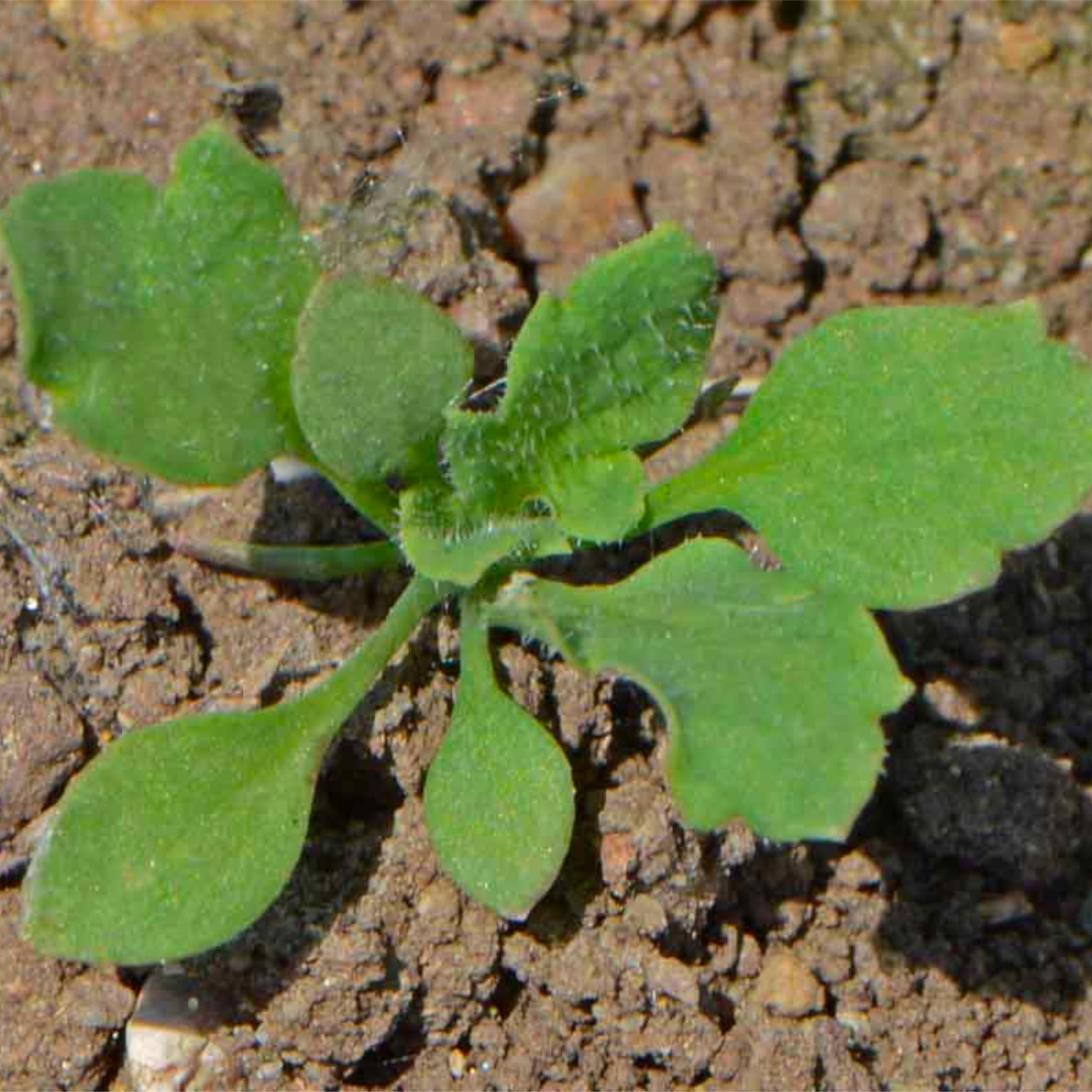 Seed Needs Shirley Mixed Poppy Seeds open-pollinated heirloom variety