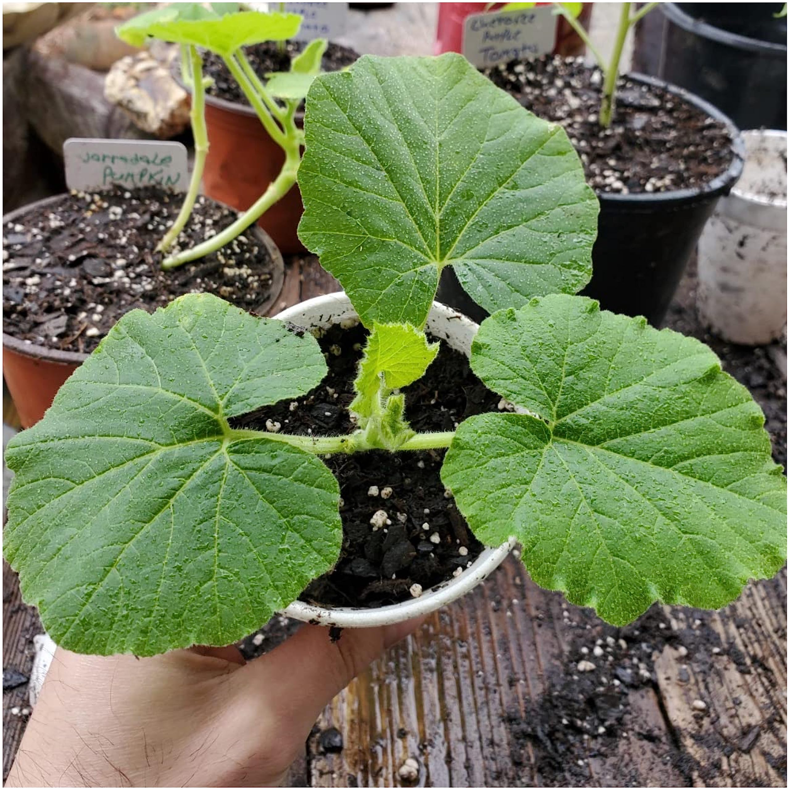 Seed Needs pumpkin seeds sachets illustrate sowing steps for easy garden setup.