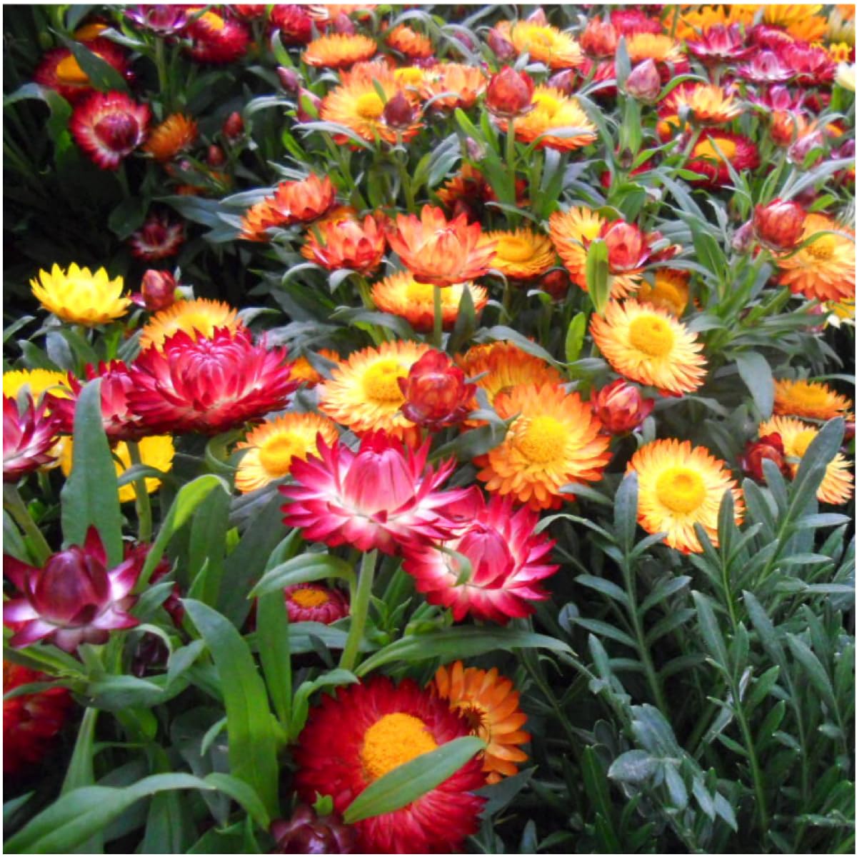 Seed Needs strawflower blooms close-up highlighting lasting color for bouquets.