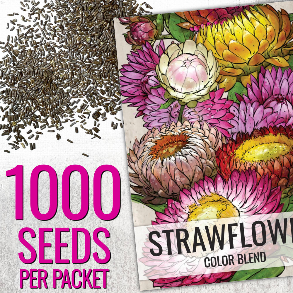 Seed Needs strawflower packet illustration showing heirloom seeds for vibrant color.