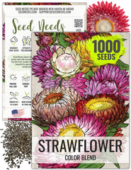 Seed Needs strawflower seeds packaging with sowing guide for successful planting.