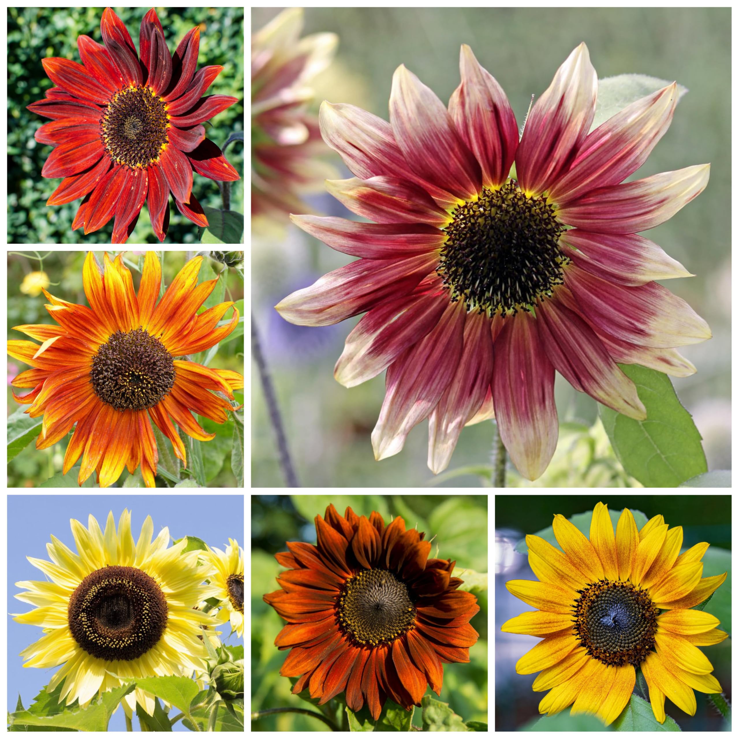 Seed Needs Sunset Blend Earthwalker offers sturdy stems with sunset shades