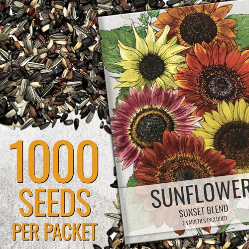 Seed Needs Sunset Blend multicolor sunflowers brighten borders and attract pollinators
