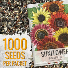 Seed Needs Sunset Blend multicolor sunflowers brighten borders and attract pollinators
